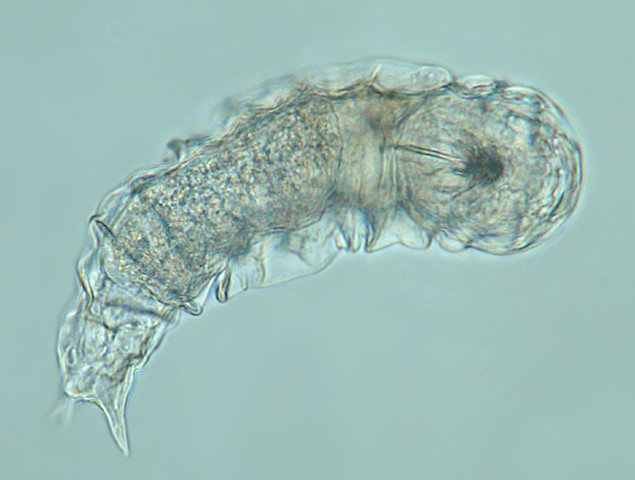 Leben im Teich das RaupenRädertier (Taphrocampa annulosa) (Rotatoria
